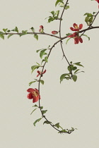 Quince, Chaenomeles japonica.