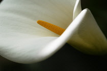 Lily, Arum lily, Calla lily, Zantedeschia.