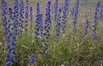 Viper's Bugloss, Echium vulgare.