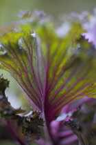 Cabbage, Ornamental cabbage, Brassica oleracea.