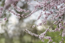 Almond, Prunus dulcis.