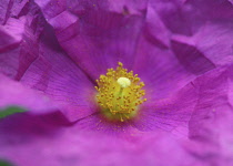 Rockrose, Cistus 'Sunset'.