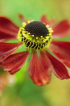 Helen's Flower, Sneezeweed, Helenium 'Moerheim Beauty'.