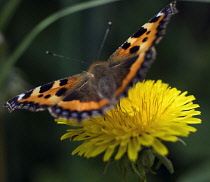 Dandelion, Taraxacum officinale.