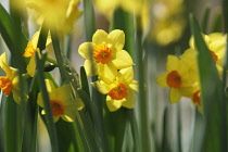 Daffodil, Narcissus.