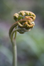 Fern, Buckler fern, Dryopteris.