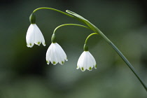 Snowflake, Summer, Leucojum aestivum.