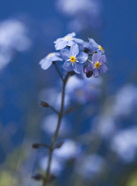 Forget-me-not, alpine, Myosotis alpestris.