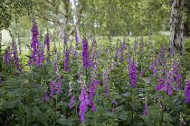 Foxglove, Digitalis purpurea.