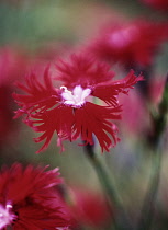 Pink, Dianthus.