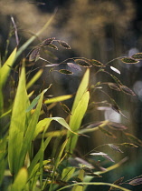 Wood Oats, Northern sea oats, Chasmanthium latifolium.