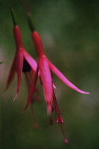 Fuchsia, Fuchsia magellanica.