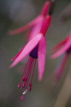 Fuchsia, Fuchsia magellanica.