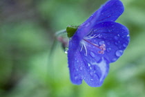 Meadow Cranesbill, Geranium pratense.