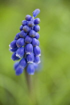 Grape Hyacinth, Muscari aucheri 'Dark eyes'.