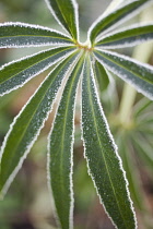 Hellebore, Stinking Hellebore, Helleborus foetidus.