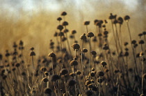 Phlomis, Phlomis russeliana.