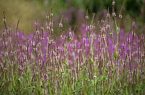 Bistort, Persicaria amplexicaulis 'rosea'.