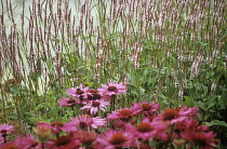 Echinacea, Purple coneflower, Echinacea.