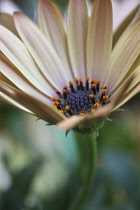 Osteospermum, Osteospermum buttermilk.