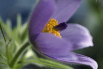 Pasque flower, Pulsatilla vulgaris.