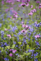 Bluebell, English bluebell, Hyacinthoides non-scripta.