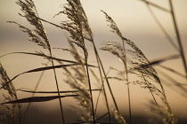 Reeds, Sedge, Phragmites australis.