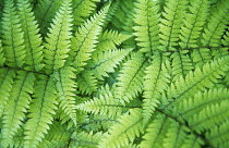 Fern.