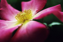 Rose, Wild rose, Dog rose, Rosa 'Summer breeze'.