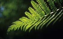 Fern.