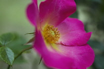 Rose, Wild rose, Dog rose, Rosa 'Summer breeze'.