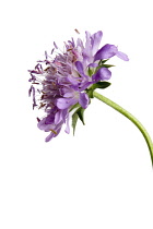 Scabious, Scabiosa atropurpurea.