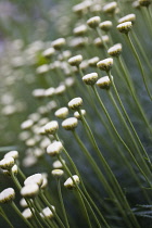 Cotton Lavender, Santolina, Santolina chamaecyparissus.