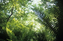 Fern, Male fern, Dryopteris.