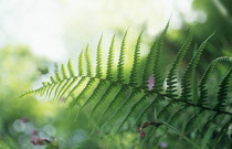 Fern, Lady fern, Athyrium.