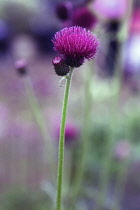 Cirsium, Cirsium rivulare 'Atropurpureum'.