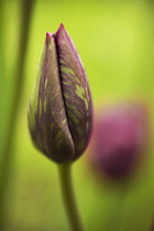 Tulip, Tulipa.