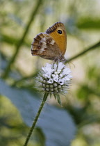 Mint, Watermint, Mentha aquatica.