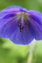 Meadow Cranesbill, Geranium pratense.