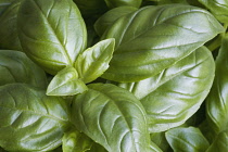 Basil, Ocimum basilicum.