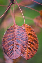 Smokebush, Cotinus coggygria 'Royal purple'.