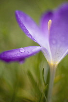 Crocus, Crocus vernus.