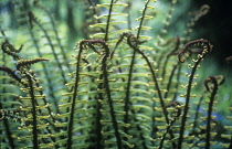 Fern, Wallich's wood fern, Dryopteris wallichiana.
