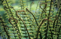 Fern, Wallich's wood fern, Dryopteris wallichiana.