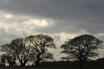 Oak, Acorn, Quercus robur.