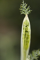 Fennel, Foeniculum vulgare.