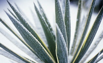 Yucca, Yucca gloriosa variegata.