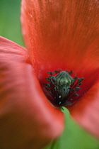 Poppy, Papaver rhoeas.