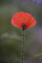 Poppy, Papaver rhoeas.