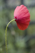 Poppy, Papaver rhoeas.